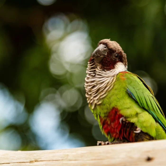 La biodiversidad de Ceará: especies que no te puedes perder